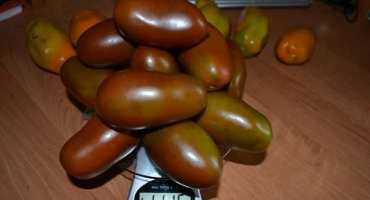 Popis odrůdy černého rampouchového rajčete, kultivační vlastnosti